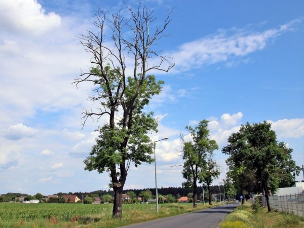 Mieszkańcy Wróblowa i Śmieszkowa: te drzewa stanowią zagrożenie